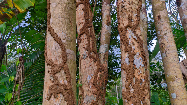 photo termites eating tree trunks