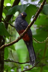 trogon