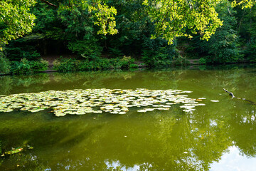 Lilypad floating on the surface of a lake in the summer