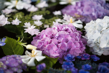 梅雨時期6月の綺麗に咲くアジサイを浮かべた花手水