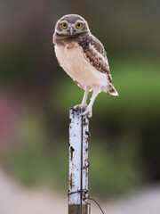 Perching
Owlet
Burrowing Owl
Clark County
Nevada
