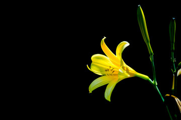 Gelbe Blume auf schwarzem Hintergrund 