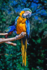 Blue and yellow macaw perched