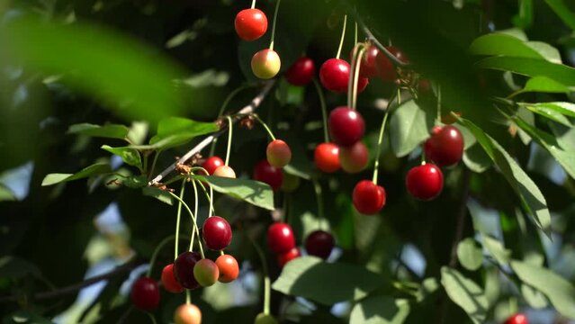 Cherry season. Various types of cherries on the trees of the cherry orchard