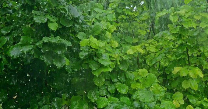 Rain on green leaves