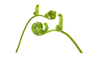Young leaves of  fern isolated on white background