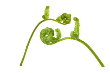 Young leaves of  fern isolated on white background