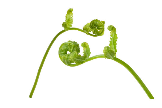 Young leaves of  fern isolated on white background