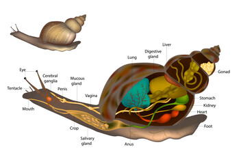 Snails and Slugs Anatomy Snail Body Structure Diagram. Internal and External Organs © sakurra