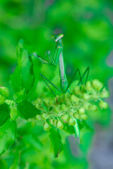 European Mantis or Praying Mantis, Mantis religiosa, on green leaf