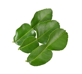 Group of Bergamot or kaffir lime leaves  on transparent png