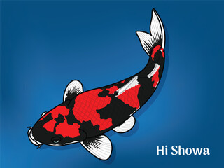 Vector image of Fancy carp or "koi". This's Varieties are called "Hi Showa". Illustration for children's learning