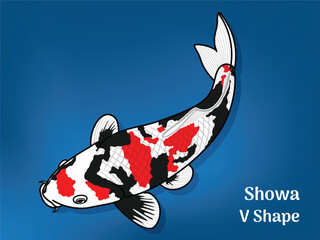 Vector image of Fancy carp or "koi". This's Varieties are called "Showa V Shape". Illustration for children's learning