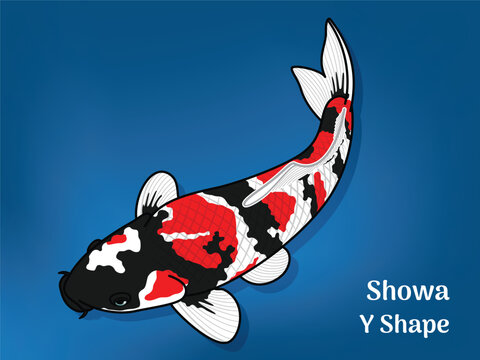 Vector image of Fancy carp or "koi". This's Varieties are called "Showa Y Shape". Illustration for children's learning