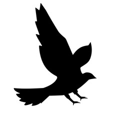 Bird Silhouette illustration