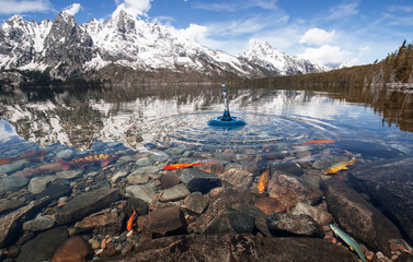 water ripple,carp,koi