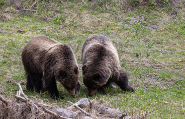 Grizzly Bears in Spring in Yellowstone National Park