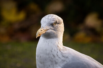 portrait of a seagull, northern gull