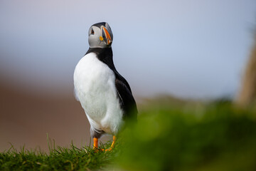 Atlantic puffin on a rock in a bird colony with blurred  background.