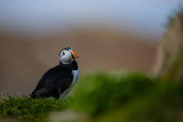 Atlantic puffin on a rock in a bird colony with blurred  background.