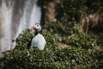 Atlantic puffin sitting on a rock in the green in a bird colony.