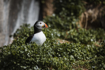 Atlantic puffin sitting on a rock in the green in a bird colony.