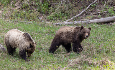 Grizzly Bears in Spring in Yellowstone National Park