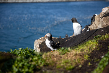 Atlantic puffin sitting on a rock in a bird colony with the sea in the background