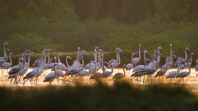 greater flamingos flying and walking on salt farm lake on a beautiful day sunrise