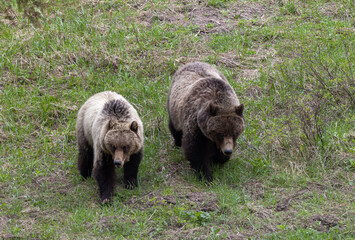 Grizzly Bears in Spring in Yellowstone National Park