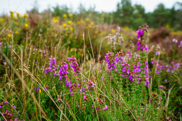 Close up of heather growing in the summer sun