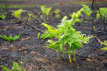 Bracken and ferns growing back after a wildfire