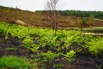 Bracken and ferns growing back after a wildfire