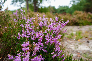 Close up of heather growing in the summer sun