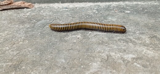 dangerous back millipede in the school yard