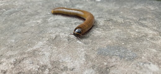 dangerous back millipede in the school yard