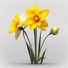 Daffodil flowers yellow colored look like beautiful.