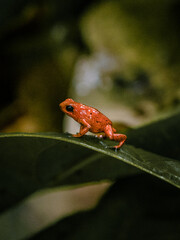 A tiny red frog in a green leaf