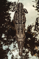 A crocodile lurks in a swamp