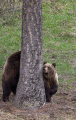Grizzly Bears in Spring in Yellowstone National Park