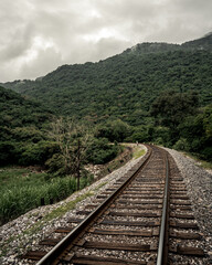 A landscape of a railroad going into a jungle