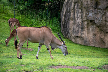 Fototapeta premium antelope in the savannah