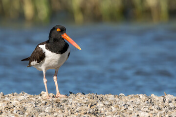 American Oystercatcher 