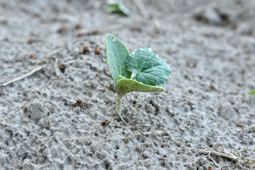 The first shoots of pumpkins in the vegetable garden.