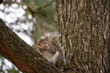 squirrel on tree eating nuts