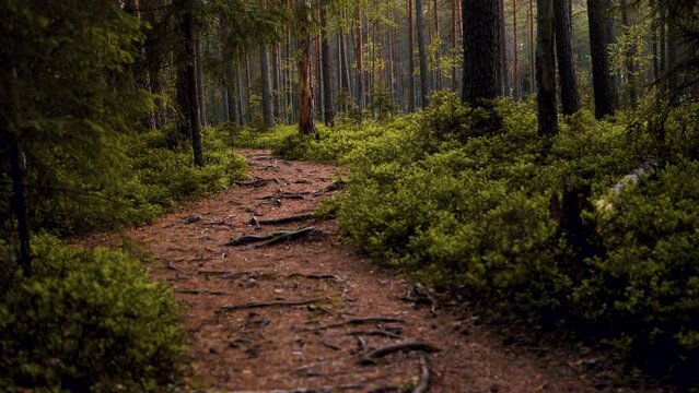 Dark forest trail at sunset. A dramatic dark forest in motion. Selective soft focus