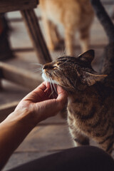 A woman hand petting a cat