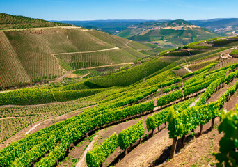vineyard in region Port wine, Douro Valley. Generative AI