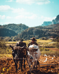 Cuban farmer working the tobacco field with cows - obrazy, fototapety, plakaty