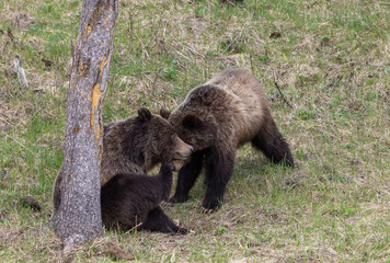 Grizzly Bears in Spring in Yellowstone National Park
